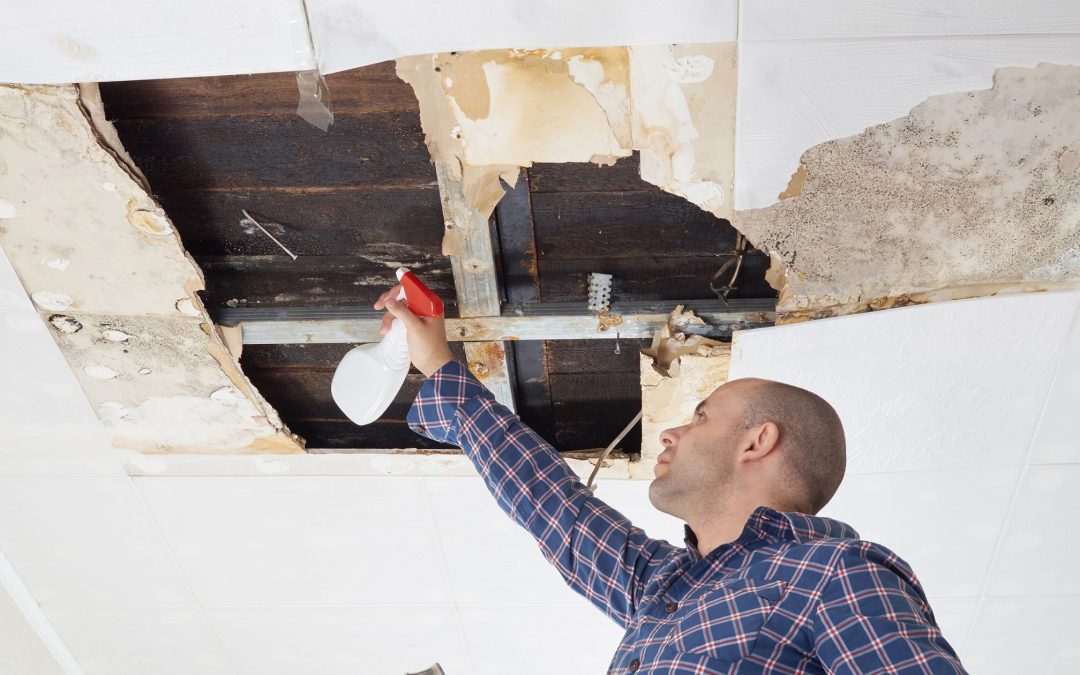 Guide to Removing Mold from Your Home’s Roof