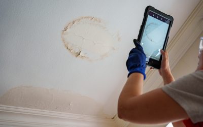 Guide to Removing Mold from Your Home’s Roof